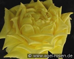 Maréchal Niel kaufen, clicken für mehr Details Maréchal Niel