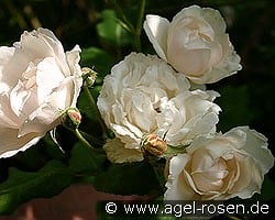 Mme. Alfred Carrière kaufen, clicken für mehr Details Mme. Alfred Carrière