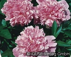 Edel-Pfingstrose kaufen, clicken für mehr Details Edel-Pfingstrose