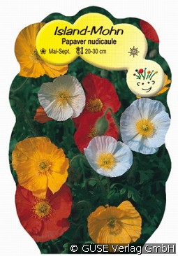Island-Mohn kaufen, clicken für mehr Details Island-Mohn
