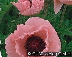 Garten-Mohn kaufen, clicken für mehr Details Garten-Mohn