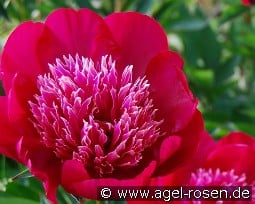 Ada Niva kaufen, click for more details Ada Niva