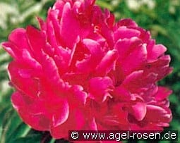 Adolphe Rousseau kaufen, click for more details Adolphe Rousseau