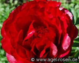 Alexander Woollcott kaufen, click for more details Alexander Woollcott