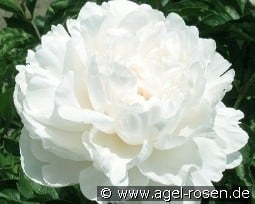 Amalia Olson kaufen, click for more details Amalia Olson