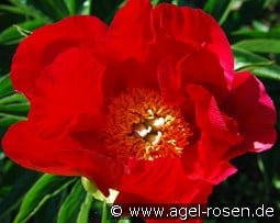 America kaufen, click for more details America