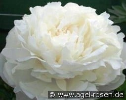 Ann Cousins kaufen, click for more details Ann Cousins