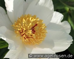 Archangel kaufen, click for more details Archangel