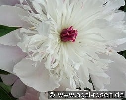 Ballerina kaufen, click for more details Ballerina