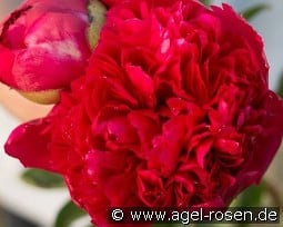 Belgravia kaufen, click for more details Belgravia