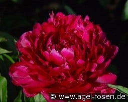 Big Ben kaufen, click for more details Big Ben