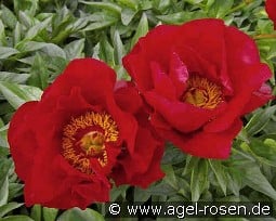 Blaze kaufen, click for more details Blaze