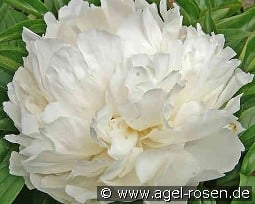 Bowl of Cream kaufen, click for more details Bowl of Cream