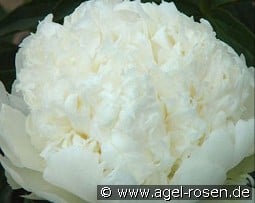 Bridal Icing kaufen, click for more details Bridal Icing