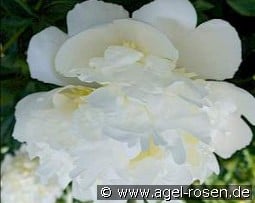 Bridal Shower kaufen, click for more details Bridal Shower