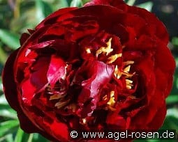 Buckeye Belle kaufen, click for more details Buckeye Belle