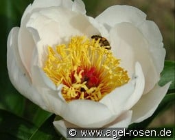 Chalice kaufen, click for more details Chalice