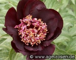 Chocolate Soldier kaufen, click for more details Chocolate Soldier