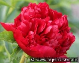 Christmas Velvet kaufen, click for more details Christmas Velvet