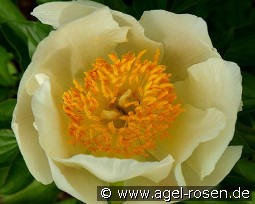 Claire de Lune kaufen, click for more details Claire de Lune