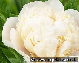 Colonel Owen Cousins kaufen, click for more details Colonel Owen Cousins