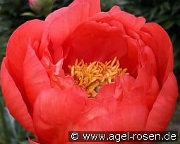 Coral Magic kaufen, click for more details Coral Magic