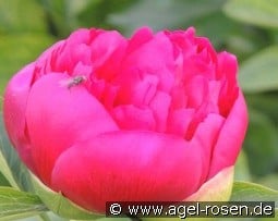 Diana Parks kaufen, click for more details Diana Parks