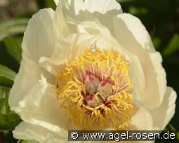 Early Daybreak kaufen, click for more details Early Daybreak