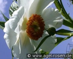 Early Windflower kaufen, click for more details Early Windflower