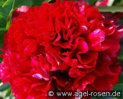 Eliza Lundy kaufen, click for more details Eliza Lundy