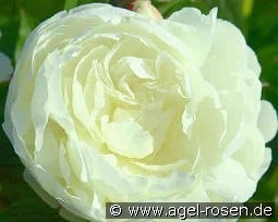 Elsa Sass kaufen, click for more details Elsa Sass