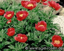 Fairy Princess kaufen, click for more details Fairy Princess