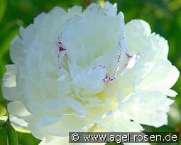 Festiva Maxima kaufen, click for more details Festiva Maxima