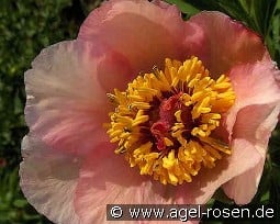 Nosegay kaufen, click for more details Nosegay