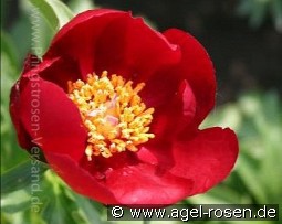 Paeonia peregrina