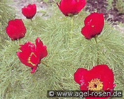 Paeonia tenuifolia