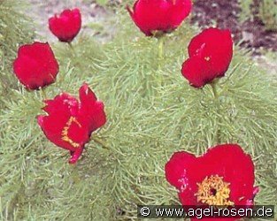 Paeonia tenuifolia