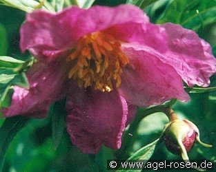 Paeonia veitchii