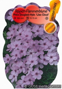 Polster-Phlox kaufen, clicken für mehr Details Polster-Phlox