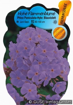 Flammenblume kaufen, clicken für mehr Details Flammenblume