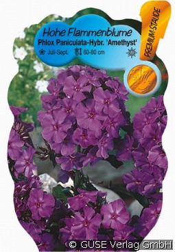 Flammenblume kaufen, clicken für mehr Details Flammenblume