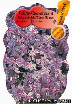 Teppich-Phlox kaufen, clicken für mehr Details Teppich-Phlox