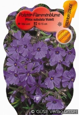 Teppich-Phlox kaufen, clicken für mehr Details Teppich-Phlox