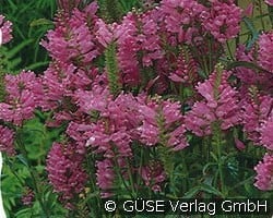 Etagenerika kaufen, clicken für mehr Details Etagenerika