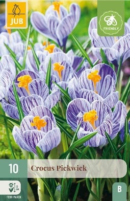 Pickwick kaufen, clicken für mehr Details Pickwick