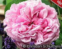 Comte de Chambord kaufen, click for more details Comte de Chambord