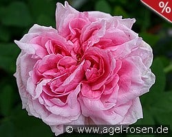 Mme. Boll kaufen, click for more details Mme. Boll