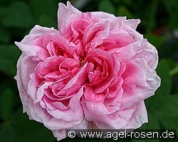 Mme. Boll kaufen, click for more details Mme. Boll