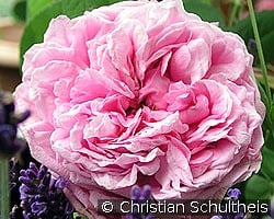 Comte de Chambord kaufen, clicken für mehr Details Comte de Chambord