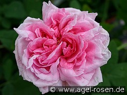 Mme. Boll kaufen, clicken für mehr Details Mme. Boll